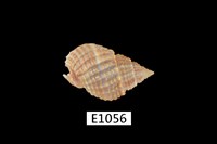 藏品(球織紋螺)的圖片